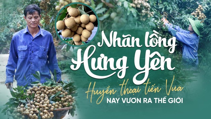 Nhãn lồng Hưng Yên bay sang Singapore giá 220 nghìn đồng/kg không đủ bán